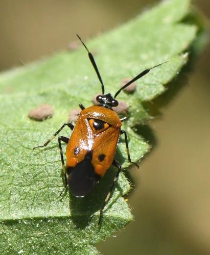 Deraeocoris punctum